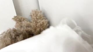 The man sniffed panties and fucked curva in her wet pussy, a steamy scene reminiscent of the raw, real orgasms captured by the channel "real orgasm", known for showcasing intense, homemade encounters with a focus on tight, wet pussies and multiple climaxe